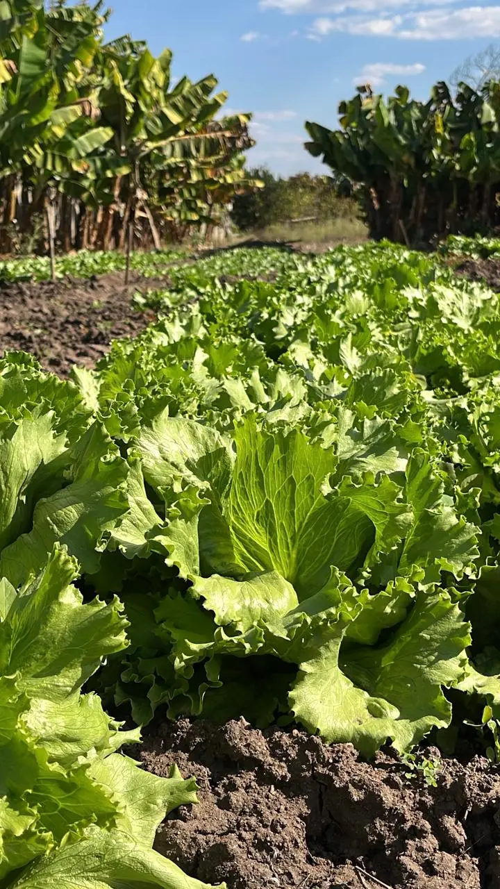 Leafy vegetables in cultivation
