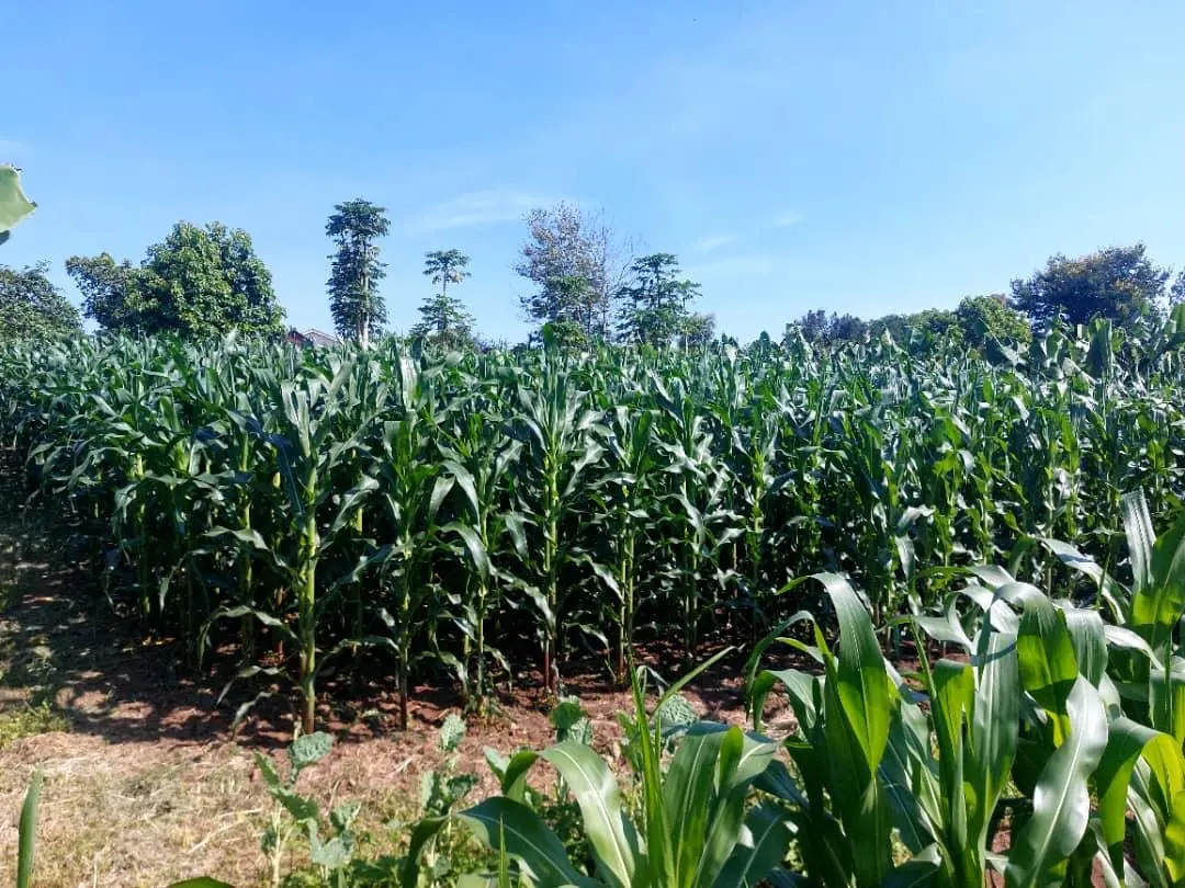 Maize field photographed for Linda’s General