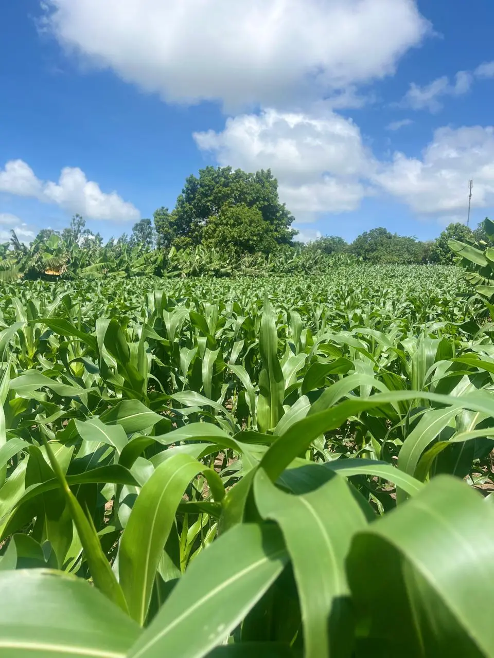 Green maize growing alongside banana plants