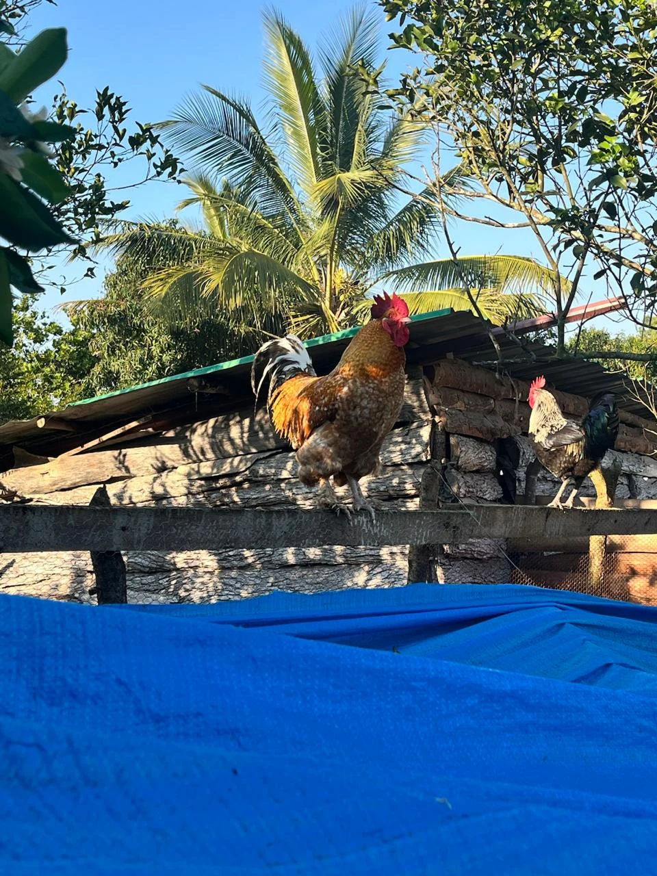 Poultry at Linda’s General in Chimoio