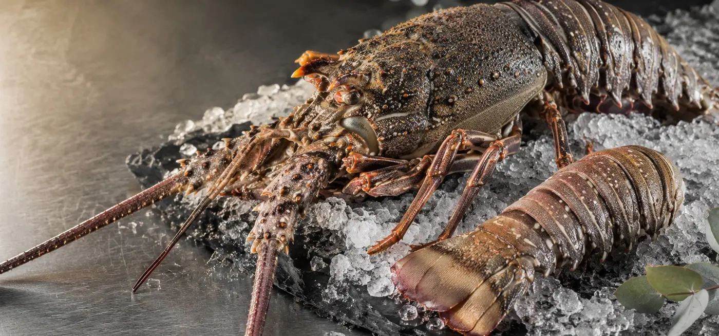 Mozambican lobster displayed on ice