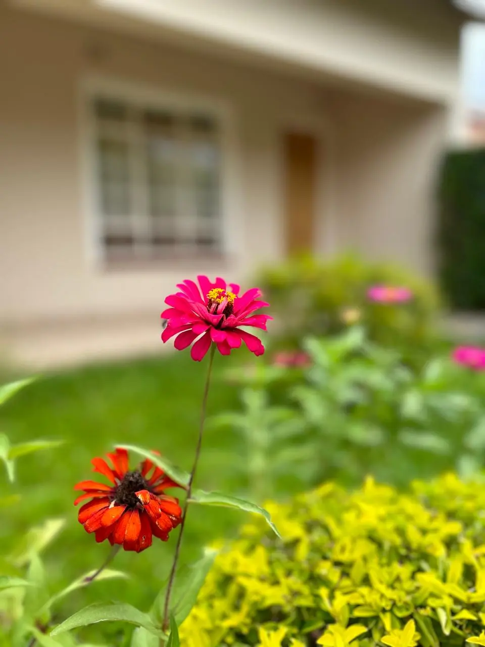 Colourful flowers growing in Linda’s Lodge gardens